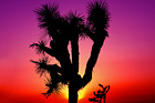 desert sunset in Pahrump