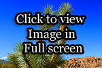 Pahrump Yucca Tree