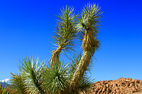 Image of Pahrump Yucca