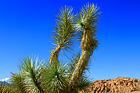 Pahrump Yucca Tree